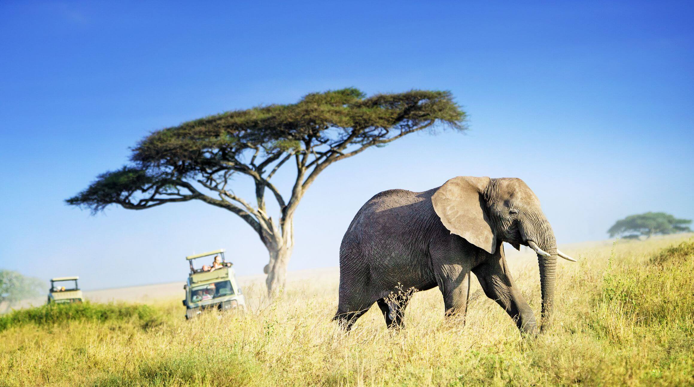  Jungle Safari
