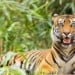 Activities to Indulge in at Pench National Park 8