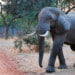 Safari Destination Outside of Africa 7