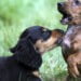 Denver will bring puppies and Prosecco to your room for National Dog Day 7