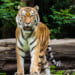 International Tiger Day 7