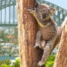 Australia's working excursion visa program 8