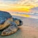 N.C. Seashores seeing a sea turtle nesting growth 7