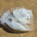 Jellyfish Finally Leave Israel’s Beaches 6