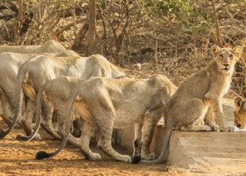 Gujarat's Gir National Park or Jim Corbett in Uttarakhand 4