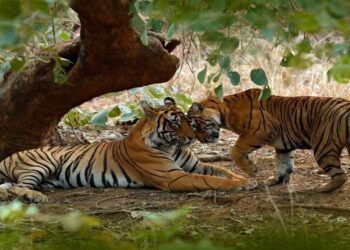 Jim Corbett Jungle Safari Price 1