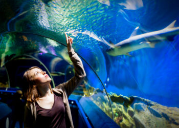 Discovering the Wonders of the Ocean: Exploring the Best Aquarium in California 7